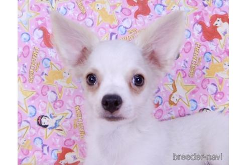 成約済の千葉県のチワワ(ロングコート)-148822